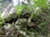 Szemeskő - Büdösfürdő Fenyőakrobatika 3 Szemeskő